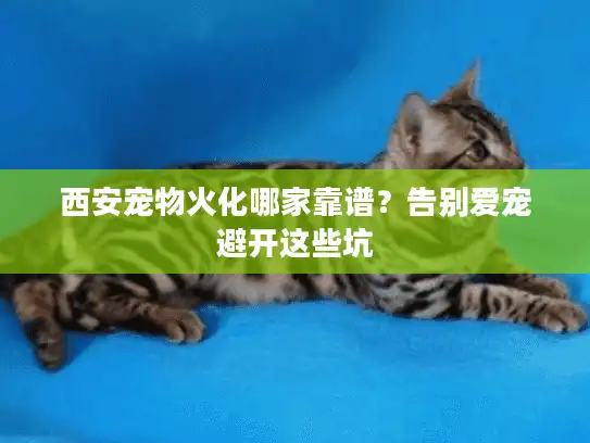 西安宠物火化哪家靠谱？告别爱宠避开这些坑