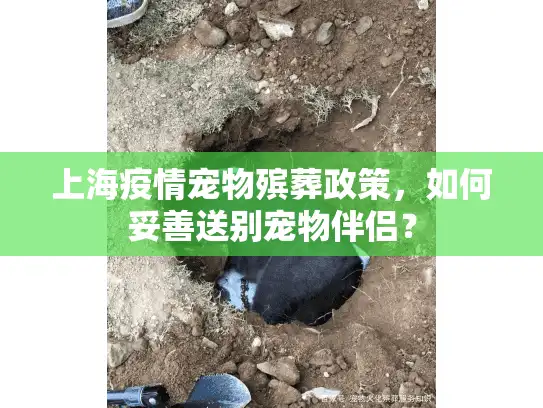上海疫情宠物殡葬政策，如何妥善送别宠物伴侣？