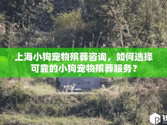 上海小狗宠物殡葬咨询，如何选择可靠的小狗宠物殡葬服务？