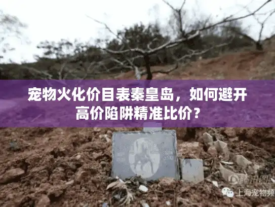 宠物火化价目表秦皇岛，如何避开高价陷阱精准比价？