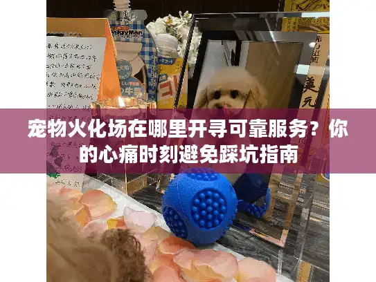 宠物火化场在哪里开寻可靠服务？你的心痛时刻避免踩坑指南