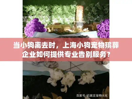当小狗离去时，上海小狗宠物殡葬企业如何提供专业告别服务？