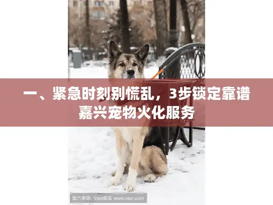 一、紧急时刻别慌乱，3步锁定靠谱嘉兴宠物火化服务