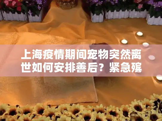 上海疫情期间宠物突然离世如何安排善后？紧急殡葬服务指南