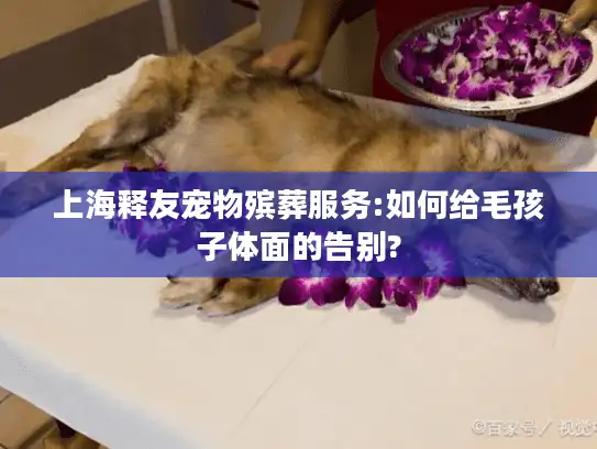 上海释友宠物殡葬服务:如何给毛孩子体面的告别?