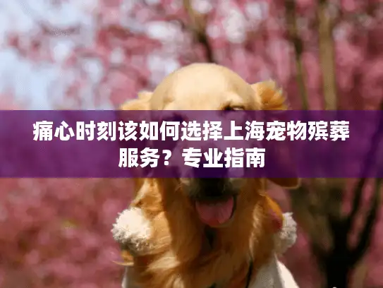 痛心时刻该如何选择上海宠物殡葬服务？专业指南