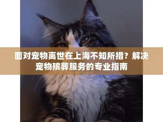 面对宠物离世在上海不知所措？解决宠物殡葬服务的专业指南