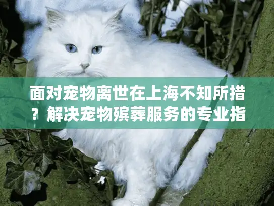 面对宠物离世在上海不知所措？解决宠物殡葬服务的专业指南