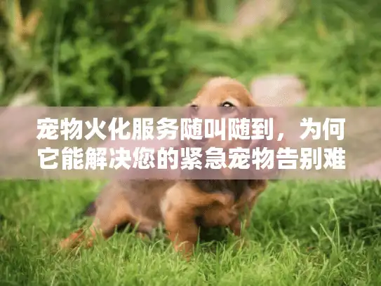 宠物火化服务随叫随到，为何它能解决您的紧急宠物告别难题？