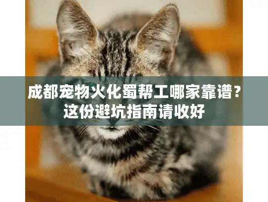 成都宠物火化蜀帮工哪家靠谱？这份避坑指南请收好