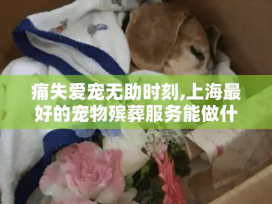 痛失爱宠无助时刻,上海最好的宠物殡葬服务能做什么?