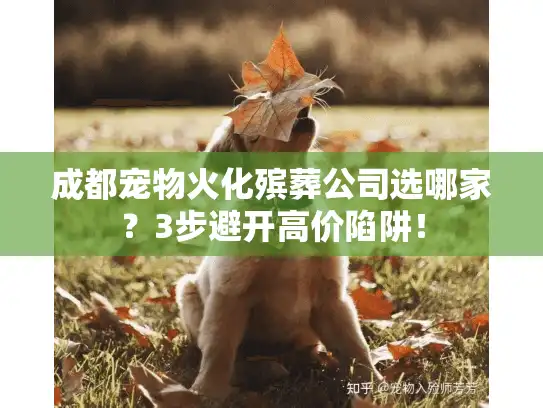 成都宠物火化殡葬公司选哪家？3步避开高价陷阱！