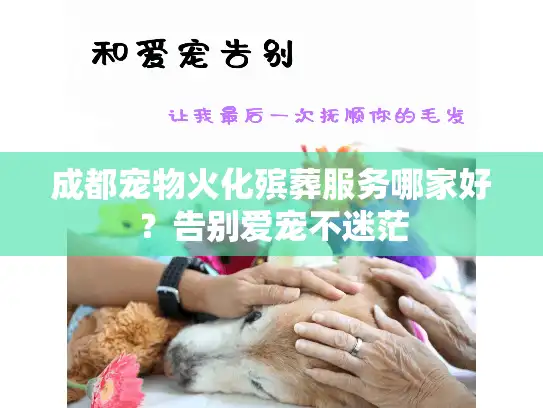 成都宠物火化殡葬服务哪家好？告别爱宠不迷茫