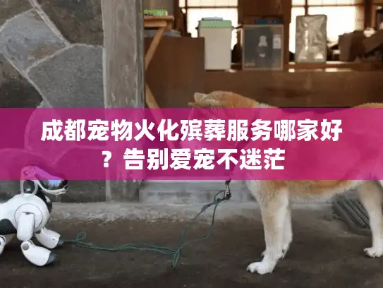 成都宠物火化殡葬服务哪家好？告别爱宠不迷茫