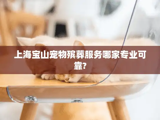 上海宝山宠物殡葬服务哪家专业可靠?