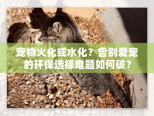 宠物火化或水化？告别爱宠的环保选择难题如何破？