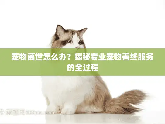 宠物离世怎么办？揭秘专业宠物善终服务的全过程