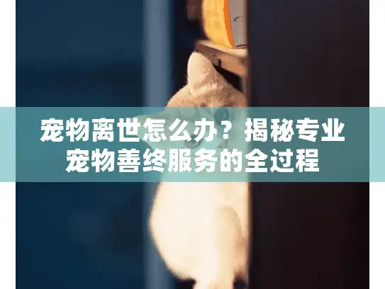 宠物离世怎么办？揭秘专业宠物善终服务的全过程