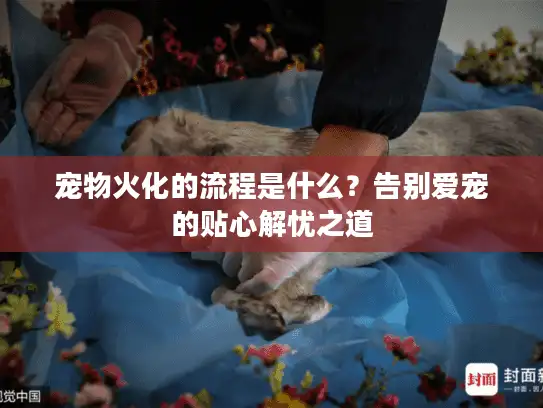 宠物火化的流程是什么？告别爱宠的贴心解忧之道