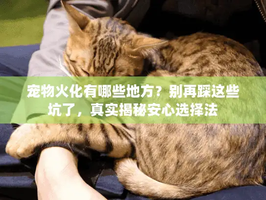 宠物火化有哪些地方？别再踩这些坑了，真实揭秘安心选择法
