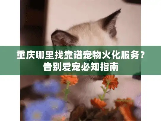 重庆哪里找靠谱宠物火化服务？告别爱宠必知指南