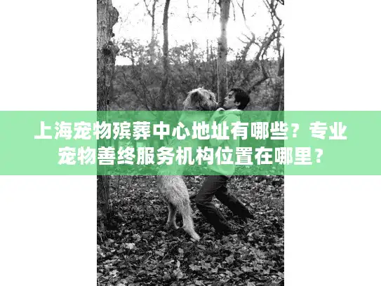上海宠物殡葬中心地址有哪些？专业宠物善终服务机构位置在哪里？