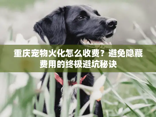 重庆宠物火化怎么收费？避免隐藏费用的终极避坑秘诀