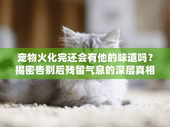 宠物火化完还会有他的味道吗？揭密告别后残留气息的深层真相