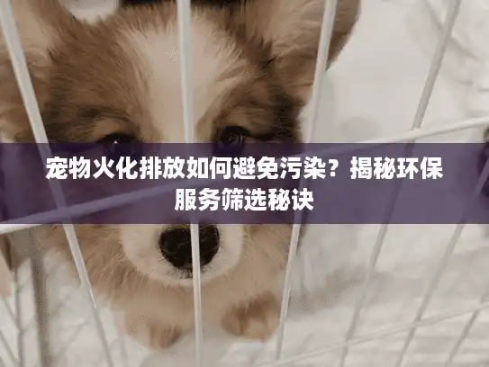 宠物火化排放如何避免污染？揭秘环保服务筛选秘诀