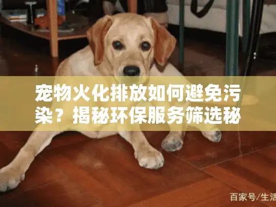 宠物火化排放如何避免污染？揭秘环保服务筛选秘诀
