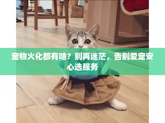 宠物火化都有啥？别再迷茫，告别爱宠安心选服务