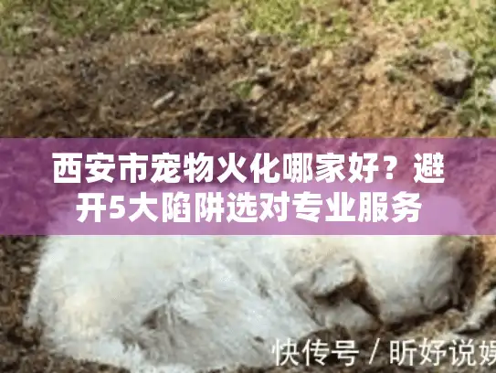 西安市宠物火化哪家好？避开5大陷阱选对专业服务