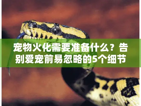 宠物火化需要准备什么？告别爱宠前易忽略的5个细节