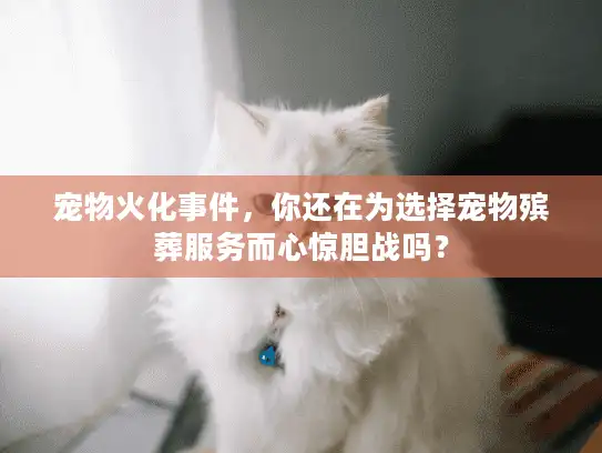 宠物火化事件，你还在为选择宠物殡葬服务而心惊胆战吗？
