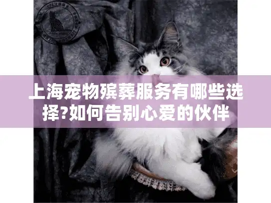 上海宠物殡葬服务有哪些选择?如何告别心爱的伙伴