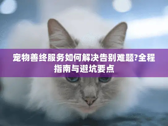 宠物善终服务如何解决告别难题?全程指南与避坑要点