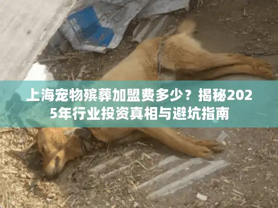上海宠物殡葬加盟费多少？揭秘2025年行业投资真相与避坑指南