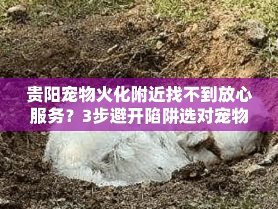 贵阳宠物火化附近找不到放心服务？3步避开陷阱选对宠物殡葬