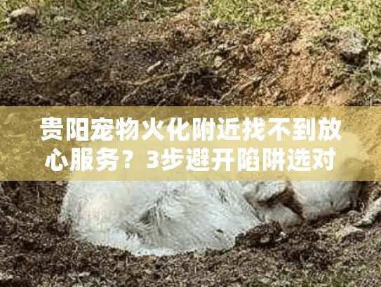 贵阳宠物火化附近找不到放心服务？3步避开陷阱选对宠物殡葬