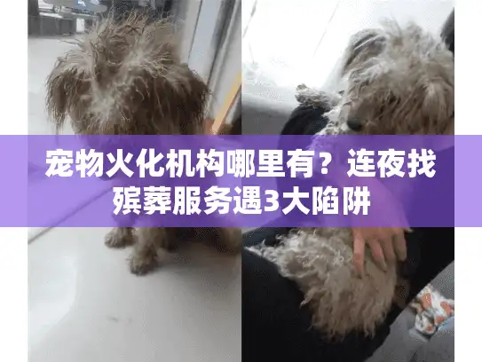 宠物火化机构哪里有？连夜找殡葬服务遇3大陷阱