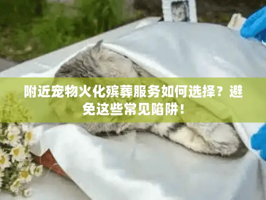 附近宠物火化殡葬服务如何选择？避免这些常见陷阱！