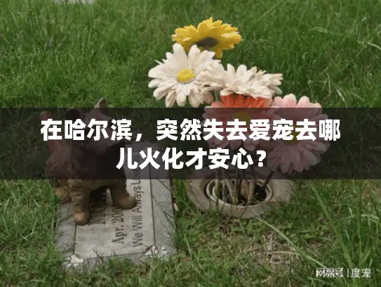 在哈尔滨，突然失去爱宠去哪儿火化才安心？