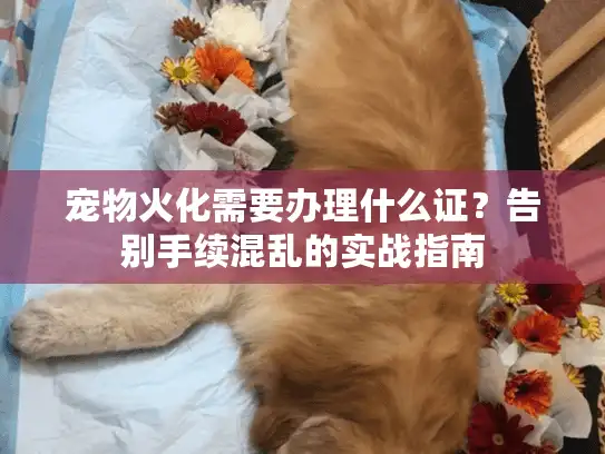 宠物火化需要办理什么证？告别手续混乱的实战指南