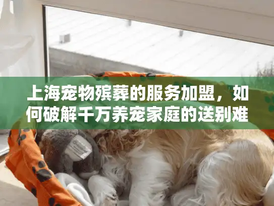 上海宠物殡葬的服务加盟，如何破解千万养宠家庭的送别难题？