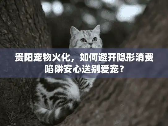 贵阳宠物火化，如何避开隐形消费陷阱安心送别爱宠？