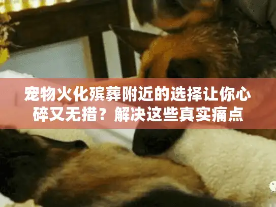 宠物火化殡葬附近的选择让你心碎又无措？解决这些真实痛点
