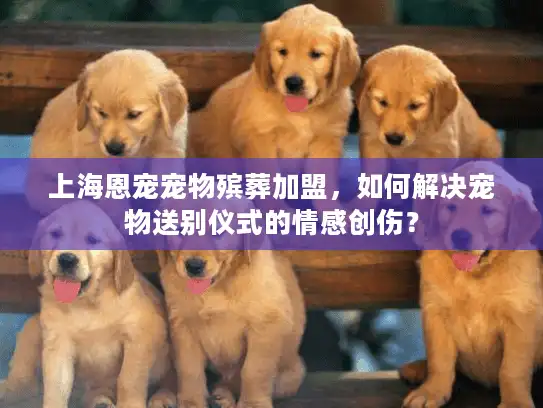 上海恩宠宠物殡葬加盟，如何解决宠物送别仪式的情感创伤？