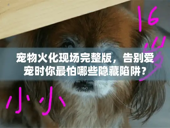 宠物火化现场完整版，告别爱宠时你最怕哪些隐藏陷阱？