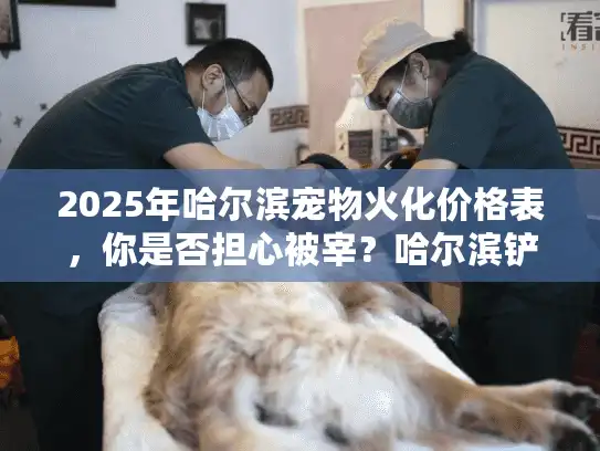 2025年哈尔滨宠物火化价格表，你是否担心被宰？哈尔滨铲屎官的真实省钱秘籍