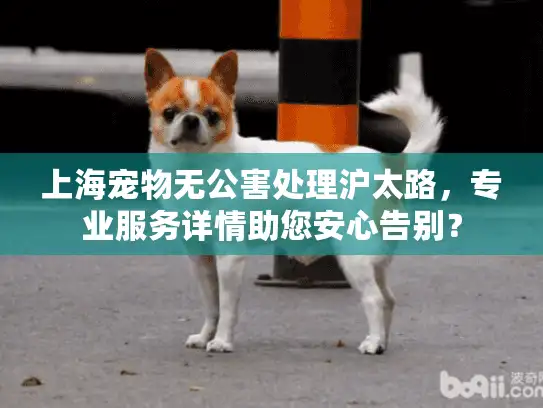 上海宠物无公害处理沪太路，专业服务详情助您安心告别？